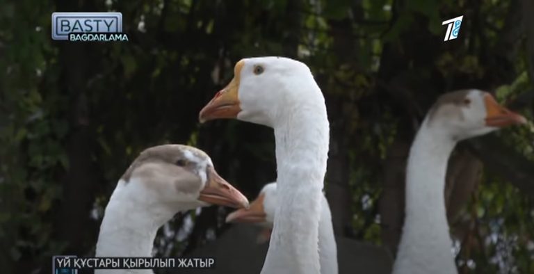 Заңсыз алтын өндірісі, тұрмыстағы зорлық және құс тұмауы. 21-27 қыркүйек апталық бағдарламаларға шолу