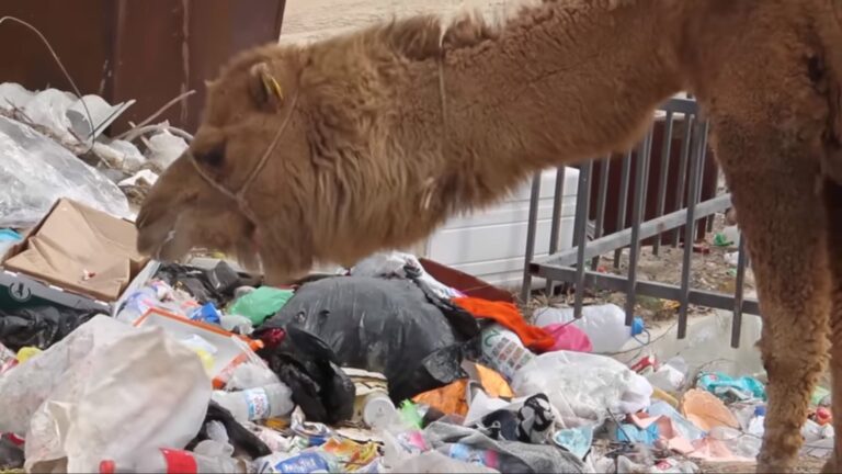 Итоги 2020: заметки медиакритика