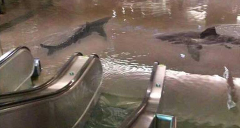 Кто верит фейкам. Исследование